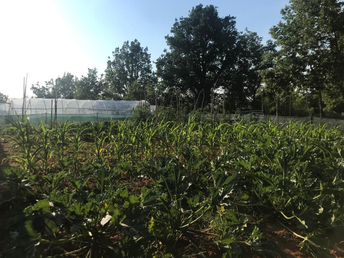 Villa Flowers Međugorje Zewnętrze zdjęcie