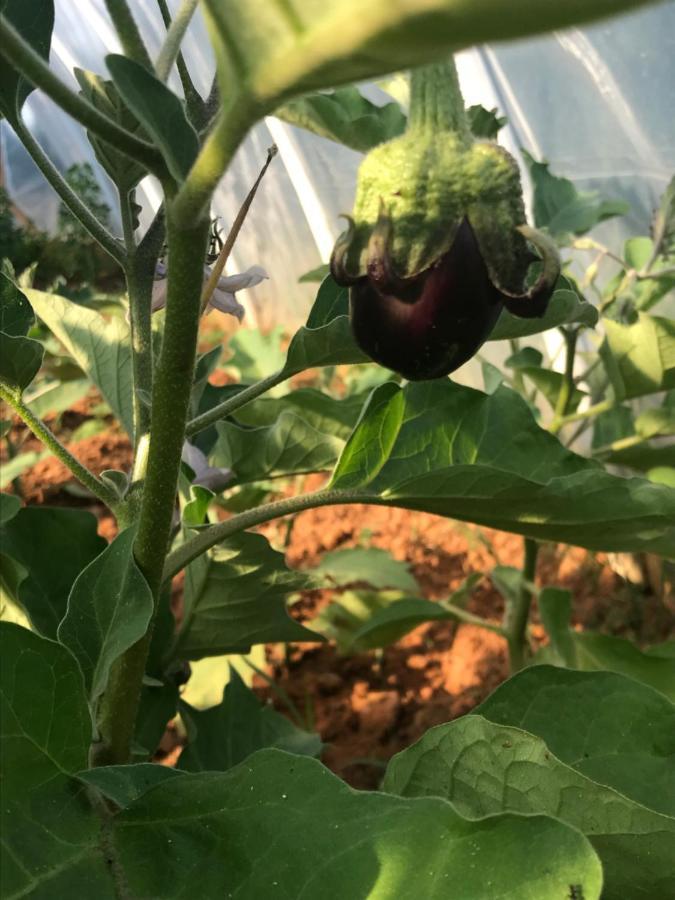 Villa Flowers Međugorje Zewnętrze zdjęcie